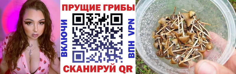 Псилоцибиновые грибы мицелий  Куйбышев 